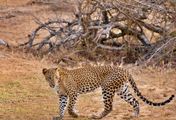 Die Leoparden von Yala