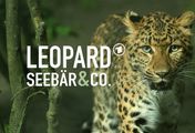 Leopard, Seebär & Co