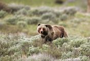 Rückeroberung der Rocky Mountains - Wildkorridore für die Grizzlybären