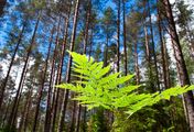 Leben unter Bäumen - Ein Jahr im Wald