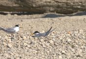 Seevögel in Gefahr- Ratten auf der Hallig