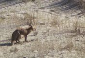 Nationalparks im Baltikum - Litauen: Nationalpark Kurische Nehrung