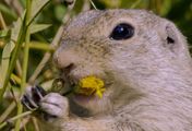 Tierische Heimkehrer - Zurück in der Natur