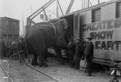 Fritz, der Elefant - Eine tragische Geschichte