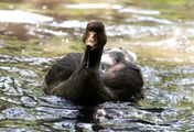 Fluss ohne Grenzen - Auenwildnis an der March