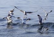 Bodensee - Wildnis am großen Wasser