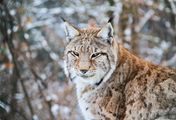 Die Rückkehr der Raubtiere - Wolf, Luchs und Bär auf dem Vormarsch