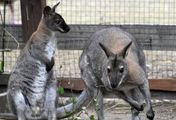 Taronga Zoo Hautnah