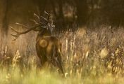 Der Hirsch - Stolzer König des Waldes