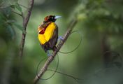 Tierische Überflieger