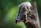 Tierische Überflieger