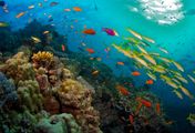 David Attenboroughs Great Barrier Reef