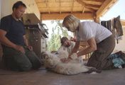 Dr. Dee: Tierärztin in Alaska