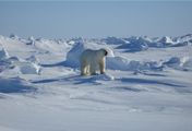 Arktis - ein Junge wird Jäger