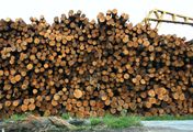 Redwood Kings - Träume aus Holz