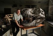 T-Rex - Rekonstruktion einer Riesenechse