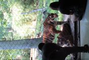 Bronx Zoo - Tierpark der Superlative