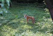 Bronx Zoo - Tierpark der Superlative