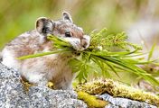 Tiere vor der Kamera