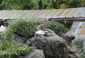 Bronx Zoo - Tierpark der Superlative