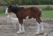 Tierische Freundschaften