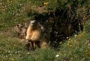 Frankreich - Wild und Schön