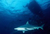 Haiattacken: Augenzeugen berichten