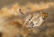 Geparden - Bedrohte Supersprinter