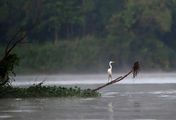 Kinabatangan, der Amazonas des Ostens