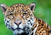 Argentinien - Die Rückkehr der Jaguare