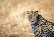 Sri Lankas Leoparden-Dynastie