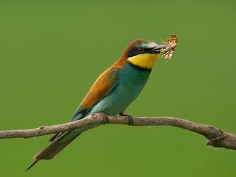 Von der Steppe in die Alpen - Vögel in Österreich