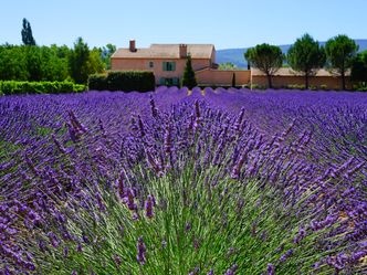 Die Provence mit allen Sinnen erleben - Lavendel, Licht und Lebensart