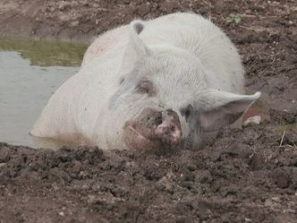 Animal Farm Michigan - Zuflucht für Tiere