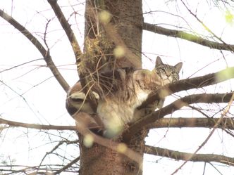 Die Katzenretter - Einsatz in der Baumkrone