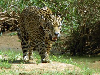 Der Jaguar - Unbekannter Dschungeljäger
