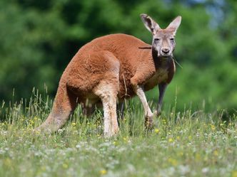 Die Superkräfte der Tiere