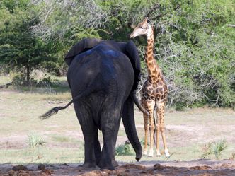 Im Reich der Königselefanten - Das Tembe-Wildreservat in Südafrika