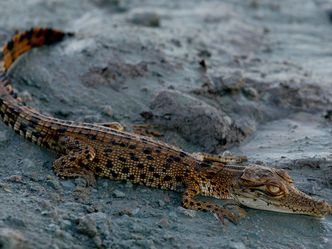 Australiens Riesen-Krokodile