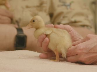 Animal Farm Michigan - Zuflucht für Tiere