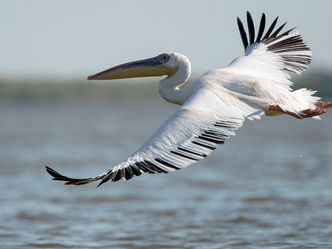 Pelikane, die Könige des Donaudeltas