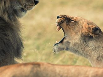 Löwinnen: Jagd ums Überleben