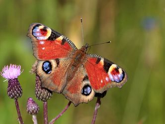 Kinder der Sonne - Unsere Schmetterlinge