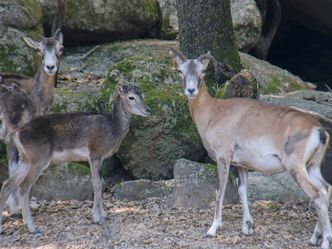 Die Winzlinge in freier Wildbahn