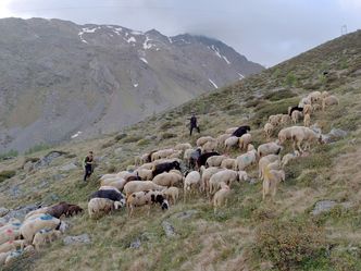 Hirtenleben im Ötztal - Mit den Schafen über die Gletscher