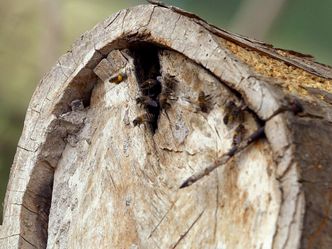 Die Bienenflüsterer