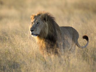 Südafrika: Harte Zeiten für Löwen und Geparde