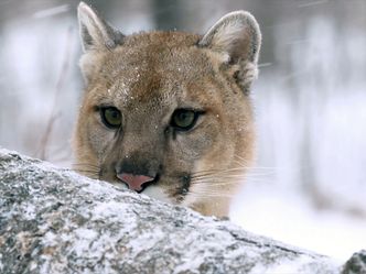 Der unsichtbare Puma - Ein Besucher in Frankreichs Wäldern?