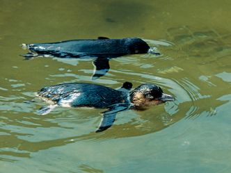 Wildlife Diaries Australien