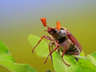 Expedition in die Heimat - Tief im Wald